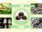 黄山新发现5个全球新物种