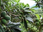 黄山人坐等开炫！三潭枇杷5月中下旬上市