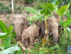 云南江城野生亚洲象已增至55头