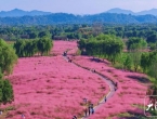 池州：粉色花海扮靓秋日平天湖畔