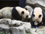 旅日大熊猫“晓晓”“蕾蕾”明年1月回国