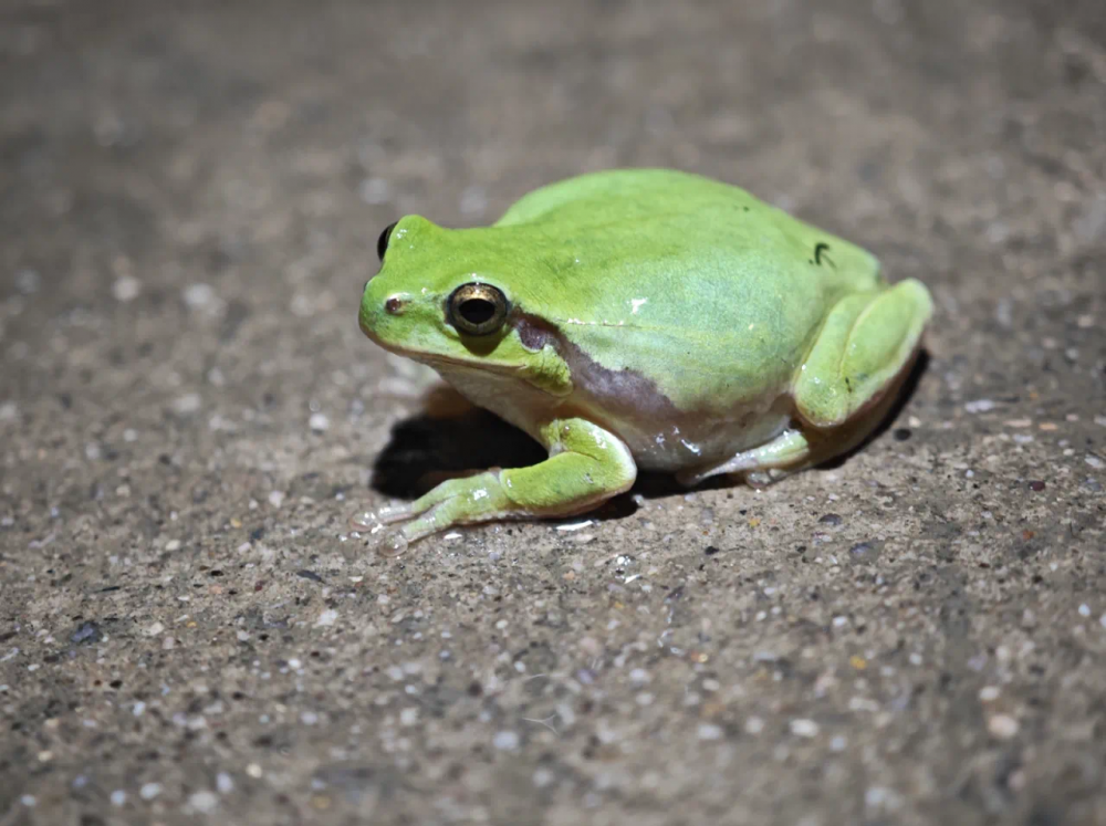 长丰发现极其罕见的无斑雨蛙