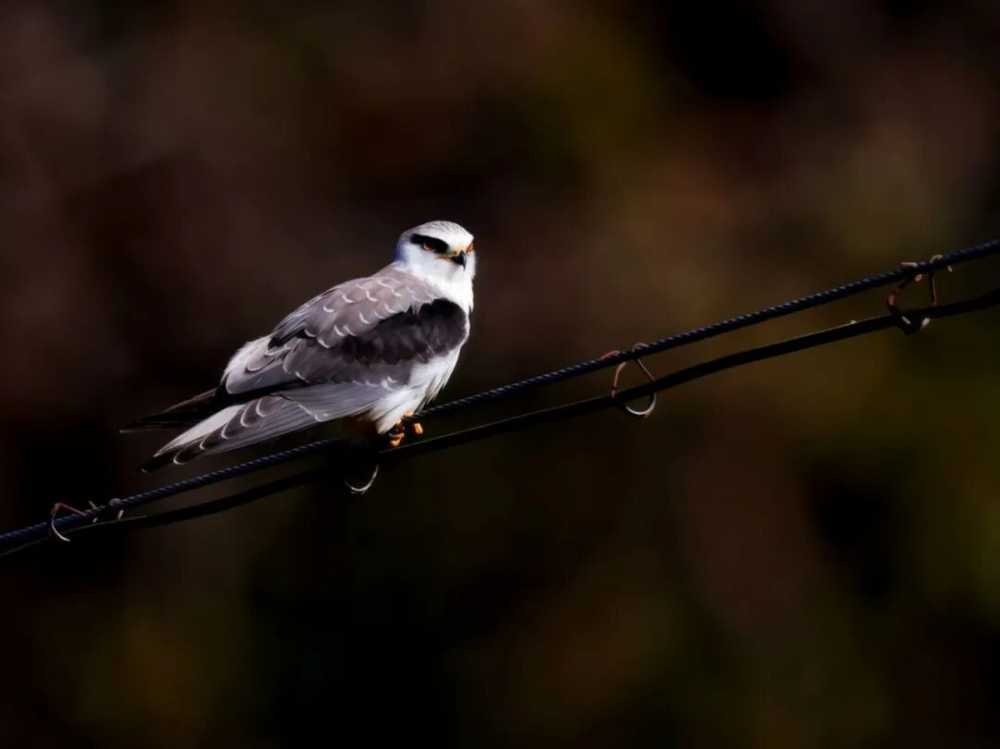 又一国家二级保护动物现身祁门！