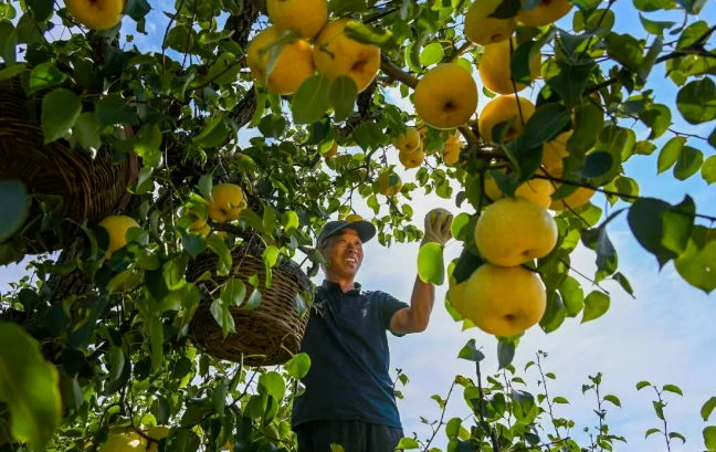 砀山梨首次出口澳大利亚
