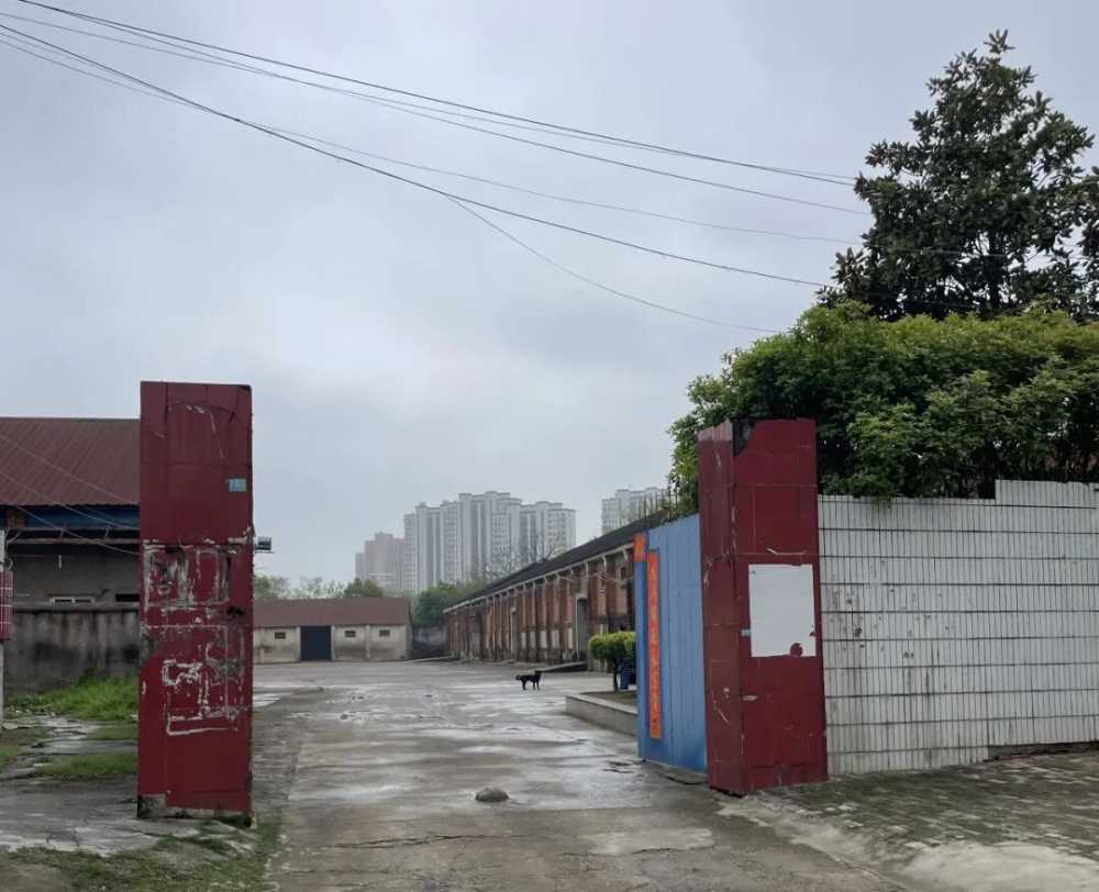 mmexport6ad553f6f36cee55138524ca99096133_1778993549106.jpeg