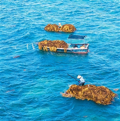 海洋保健食品，您选对了吗？{bbname}bbs.ahv.cc