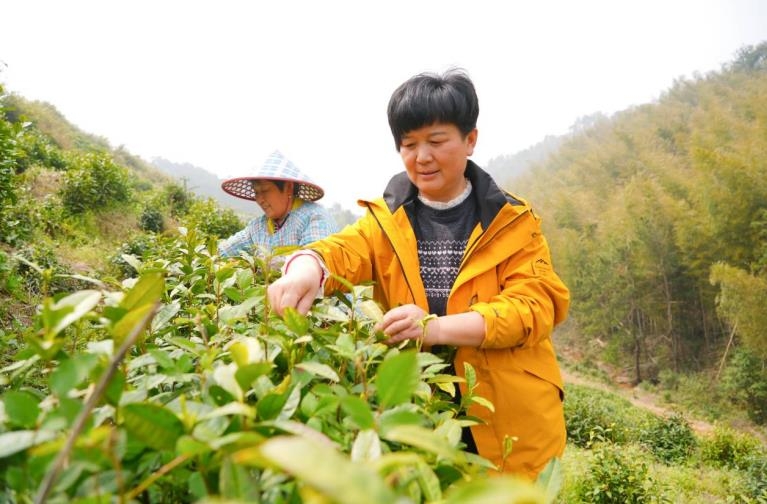 安徽铜陵：走进大山深处采春茶{bbname}bbs.ahv.cc